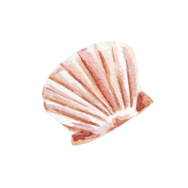 Fresh clam illustration. Hand drawn watercolor on white background. — Stock Photo, Image