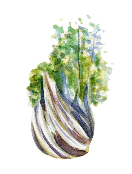 Frische Fenchel Illustration. handgezeichnetes Aquarell auf weißem Hintergrund. — Stockfoto