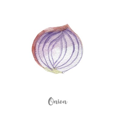 taze soğan illüstrasyon. Beyaz arka plan üzerine elle çizilmiş suluboya.