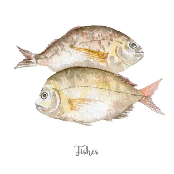 Frischfisch-Illustration. handgezeichnetes Aquarell auf weißem Hintergrund — Stockfoto