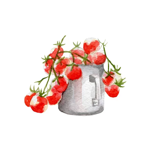 Ilustração de tomates frescos. Aquarela desenhada à mão sobre fundo branco . — Fotografia de Stock