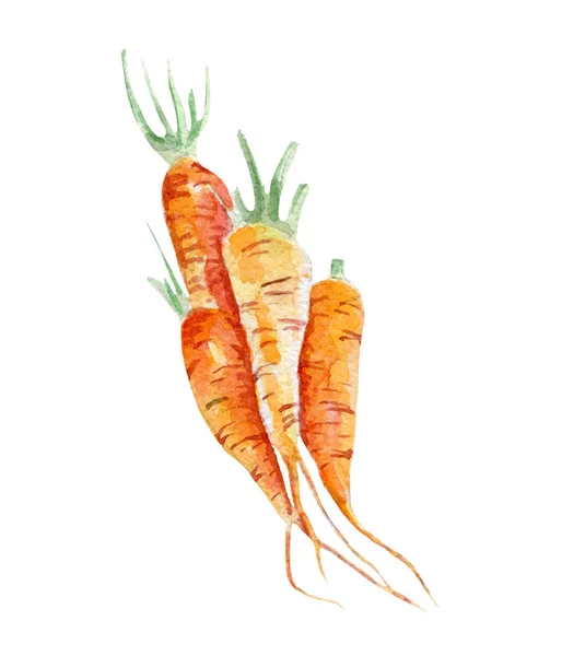 Zanahorias frescas ilustración. Acuarela dibujada a mano sobre fondo blanco — Foto de Stock