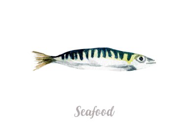 Suluboya elle çizilmiş balık. Beyaz arka plan üzerinde illüstrasyon izole taze deniz ürünleri