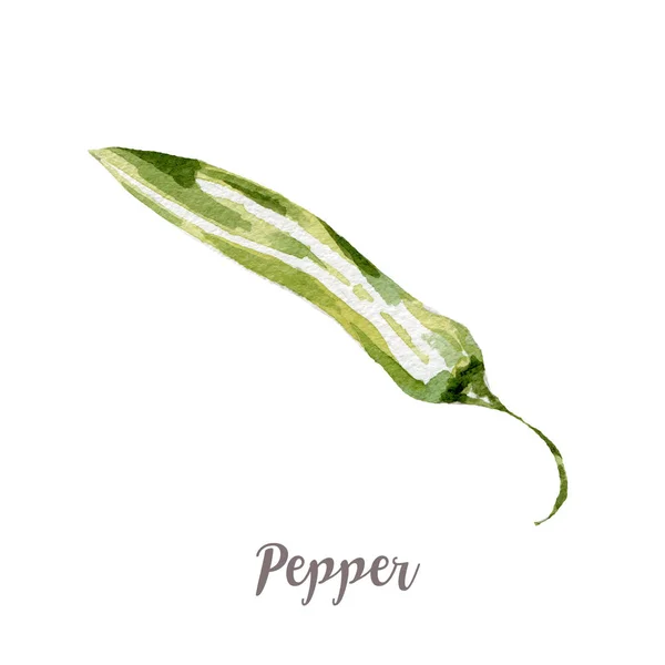 Acuarela mano dibujada pimiento verde. Ilustración vegetal aislada sobre fondo blanco —  Fotos de Stock