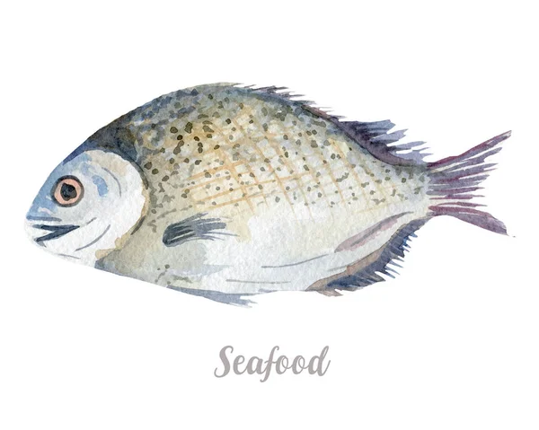 Aquarela mão peixe desenhado. Ilustração isolada de frutos do mar frescos sobre fundo branco — Fotografia de Stock