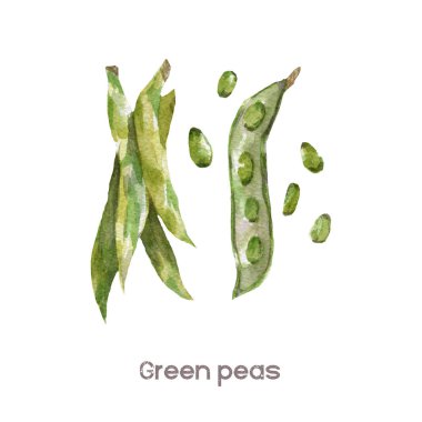 Suluboya sebze Clipart - yeşil bezelye