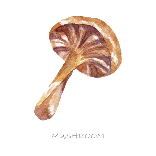 Watercolor Nature Clipart - Mushrooms — Stock Photo, Image