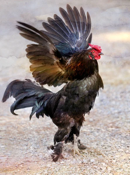 Photo black cock — Stock Photo, Image