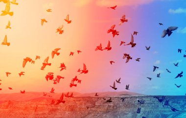 Uçan güvercin sürüleri fotoğraf