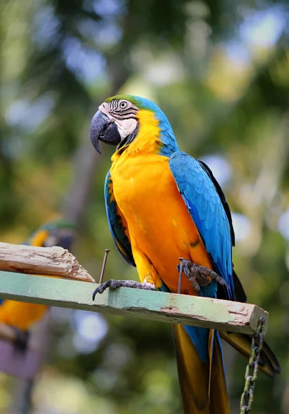 Beautiful macaw parrot — Stock Photo, Image