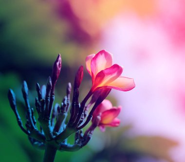 Fotoğraf makro güzel frangipani