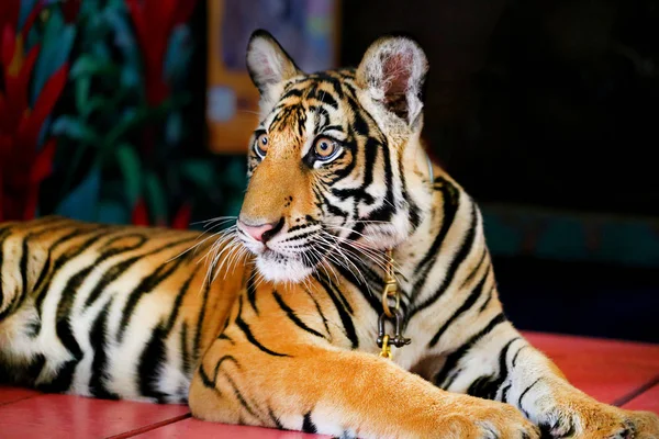 Lustiger kleiner Tiger — Stockfoto