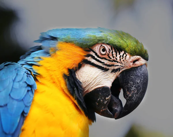 Πορτρέτο του ένα μεγάλο μπλε macaws — Φωτογραφία Αρχείου