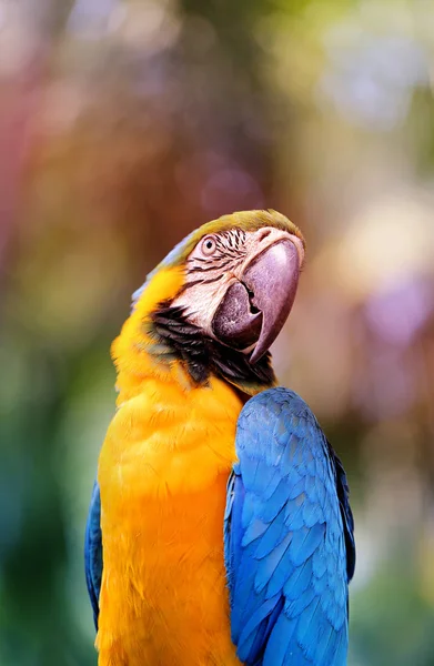 Porträt eines großen blauen Aras — Stockfoto