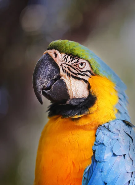 Портрет большого синего ара — стоковое фото