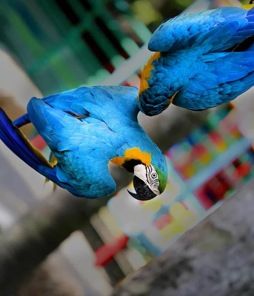 Schöne Ara-Papageien — Stockfoto