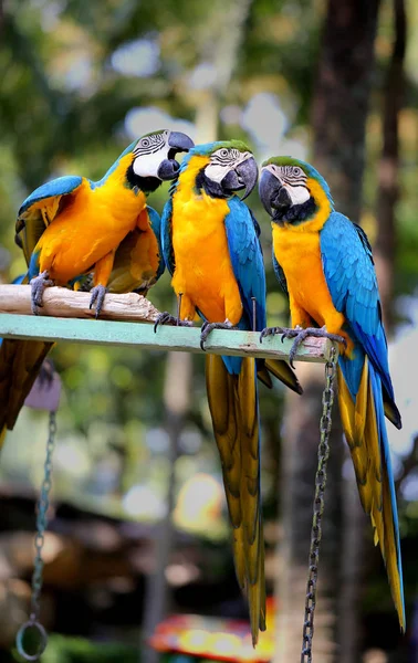 Hermosos loros guacamayos —  Fotos de Stock