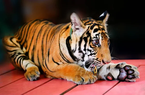 Pequeño tigre divertido — Foto de Stock