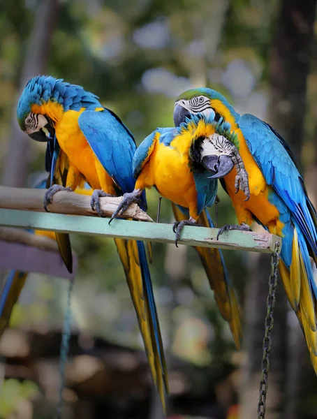 Hermosos loros guacamayos — Foto de Stock