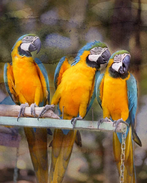 Schöne Ara-Papageien — Stockfoto