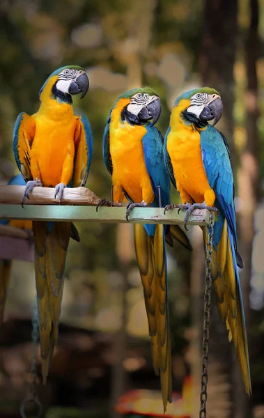 Hermosos loros guacamayos — Foto de Stock