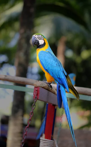 Hermoso loro guacamayo — Foto de Stock