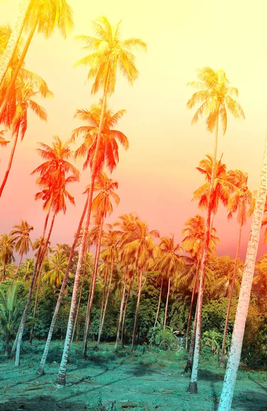 Retro foto av palmer — Stockfoto