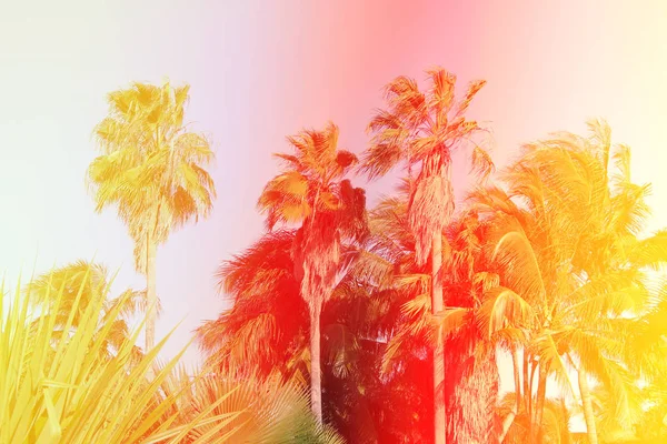 怀旧照片的棕榈树 — 图库照片