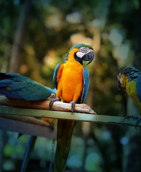 Bellissimi pappagalli di ara — Foto Stock