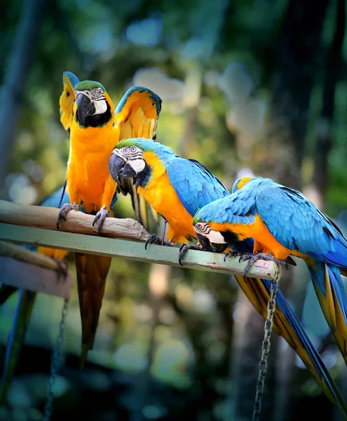 Hermosos loros guacamayos — Foto de Stock