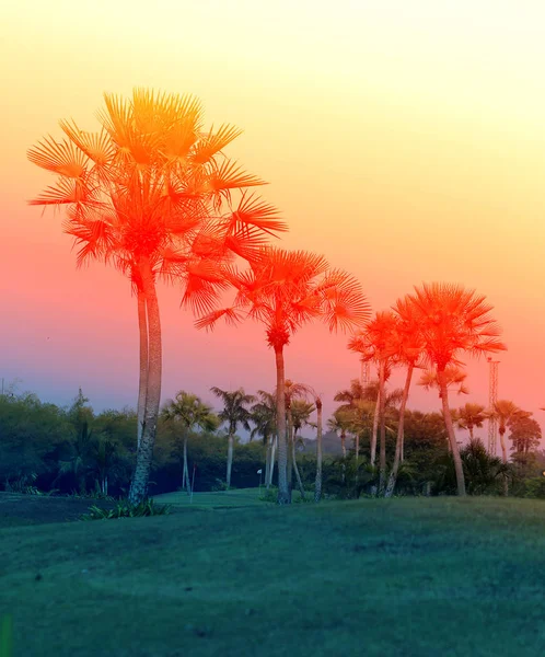 Retro foto van palmbomen — Stockfoto