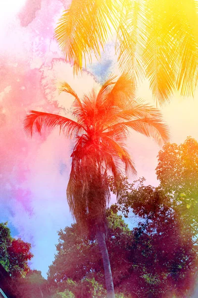 Foto retrô de palmeiras — Fotografia de Stock