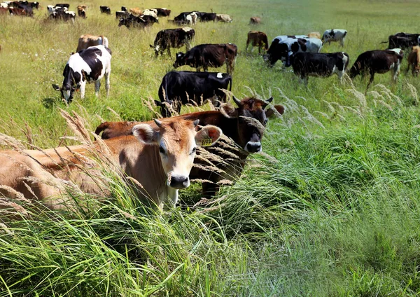 Zdjęcie z krowami — Zdjęcie stockowe
