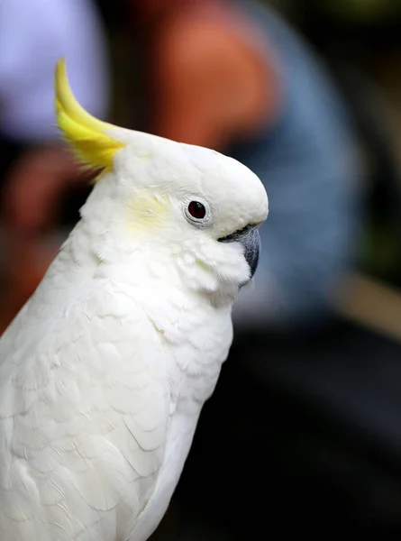 Piękne białe Kakadu — Zdjęcie stockowe
