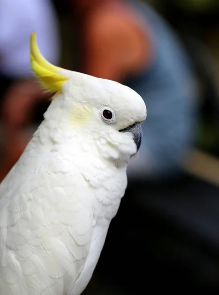 Bellissimo cacatua bianco — Foto Stock