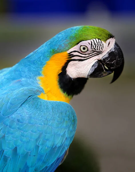 Bellissimo pappagallo di ara — Foto Stock