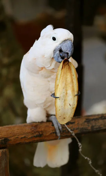 Bellissimo cacatua bianco — Foto Stock