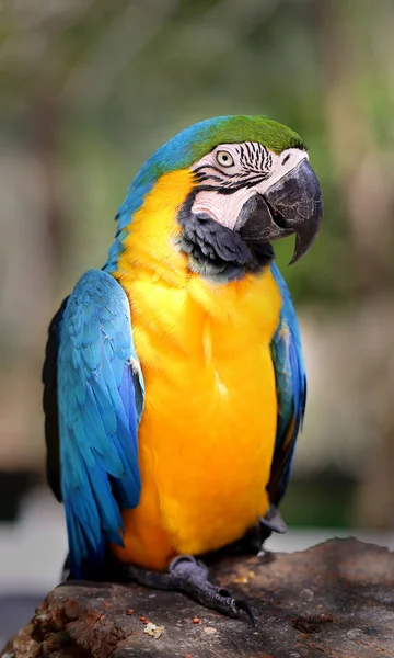 Bellissimo pappagallo di ara — Foto Stock