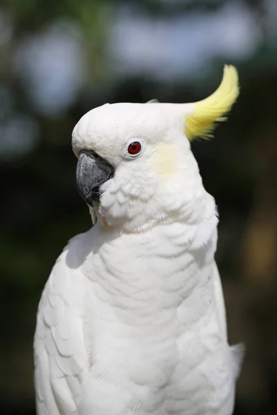 Bela cacatua branca — Fotografia de Stock