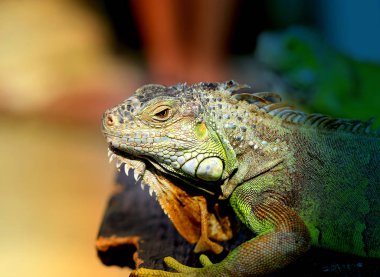 Fotoğraf parlak yeşil iguana