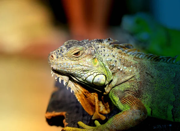 Fotos iguana verde brillante —  Fotos de Stock