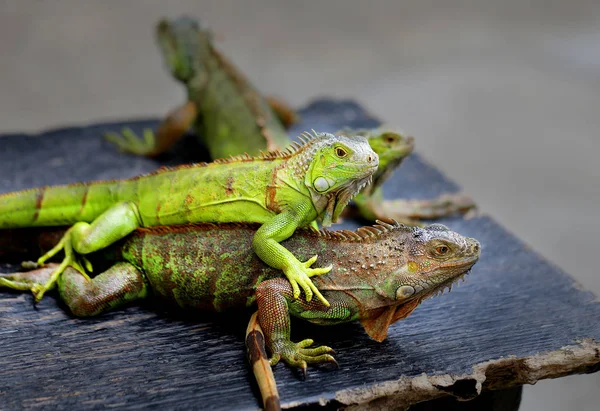 Photos bright green iguana — Stock Photo, Image