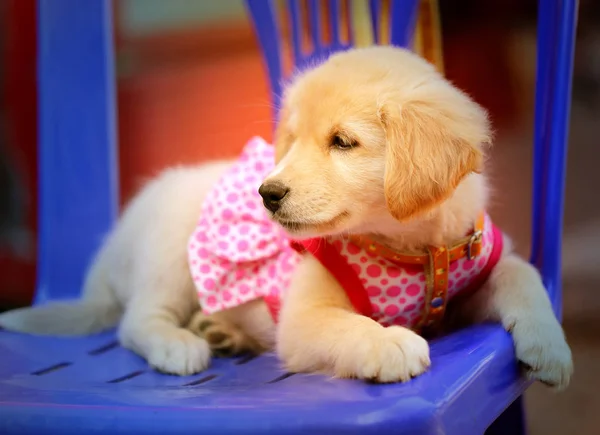 Photo macro fluffy puppy — Stock Photo, Image