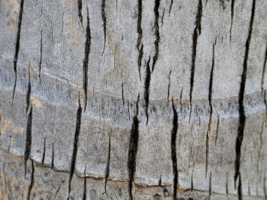 Fotoğraf arka plan makro palm