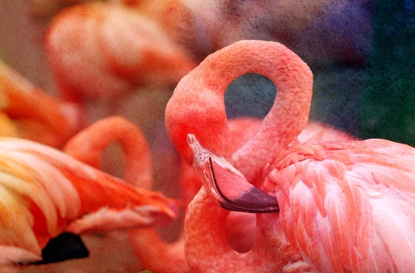 Photos bright red flamingos — Stock Photo, Image