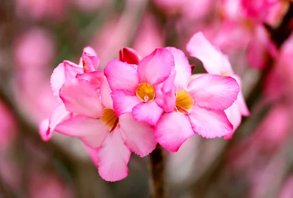 Photo of bright pink spring flowers — Stock Photo, Image