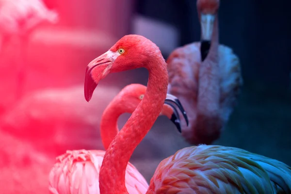 Fotos bonito flamingo vermelho — Fotografia de Stock