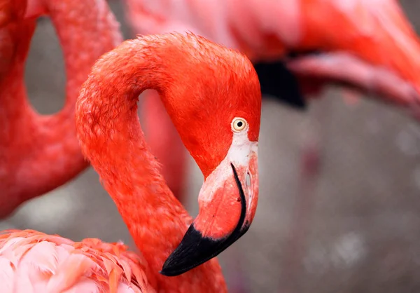 Photos beautiful red flamingo — Stock Photo, Image