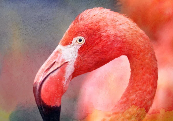 Zdjęcia piękny czerwony flamingo — Zdjęcie stockowe