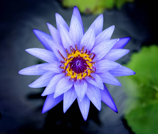 Photos purple water lilies — Stock Photo, Image